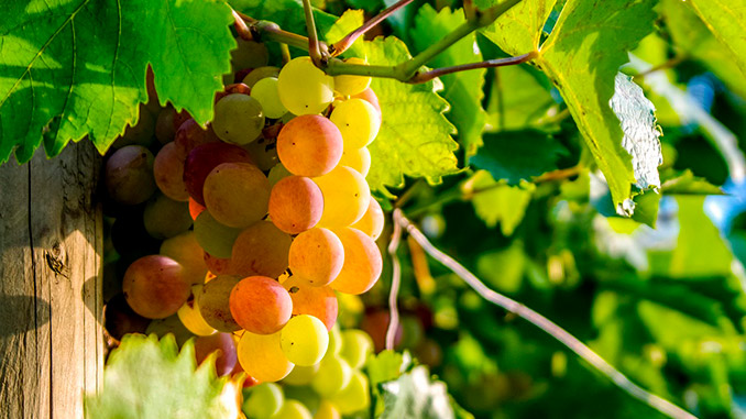 სუფრის, ყურძენი, ეგვიპტე, ბრიტანეთი