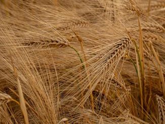 თურქეთი, რუსეთი, ქერი