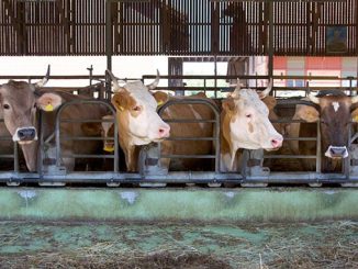 მილიარდი, ინვესტიცია, უკრაინა