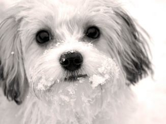 ყინვა, ძაღლი, ჰიპოთერმია