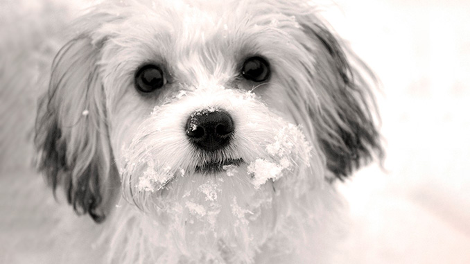 ყინვა, ძაღლი, ჰიპოთერმია