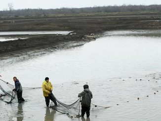 აკვაკულტურა, ციფრულ, სისტემაში