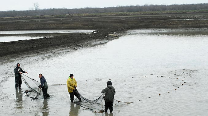 აკვაკულტურა, ციფრულ, სისტემაში