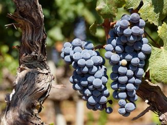 არგენტინა, მევენახეობა, მეღვინეობა