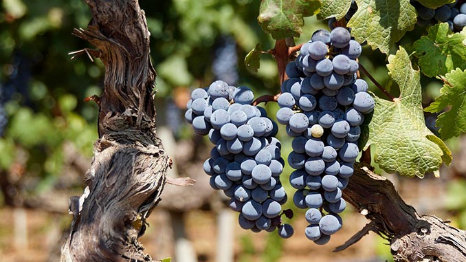 არგენტინა, მევენახეობა, მეღვინეობა