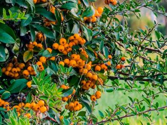 ჩიტავაშლა, დეკორატიული, ბუჩქი