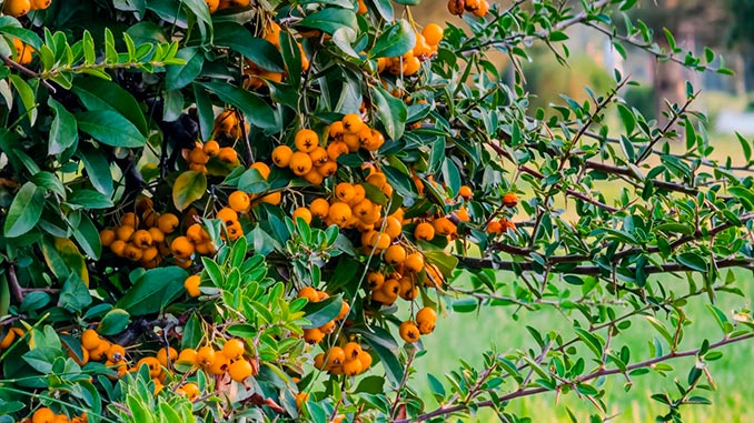 ჩიტავაშლა, დეკორატიული, ბუჩქი