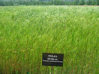 დიკა, ენდემური, ხორბალი