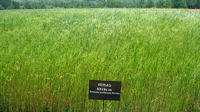 დიკა, ენდემური, ხორბალი