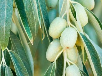 ფშატი, ბაღი, სოფელი