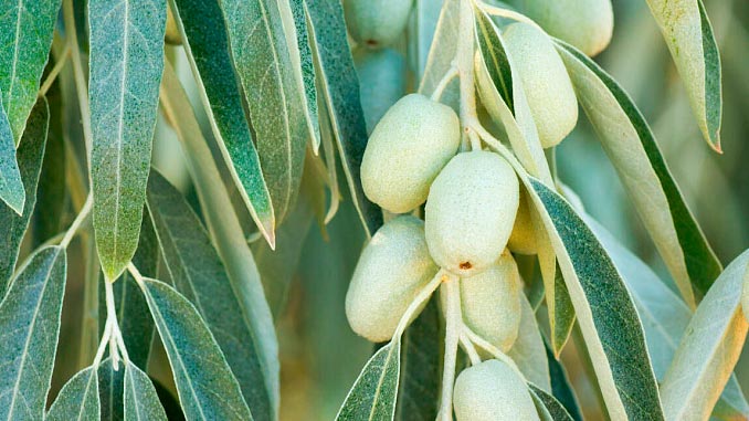 ფშატი, ბაღი, სოფელი