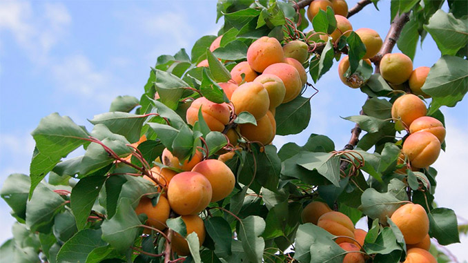 გარგარი, ბაზარი