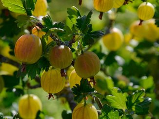 ხურტკმელი, პრობლემები, კენკრა