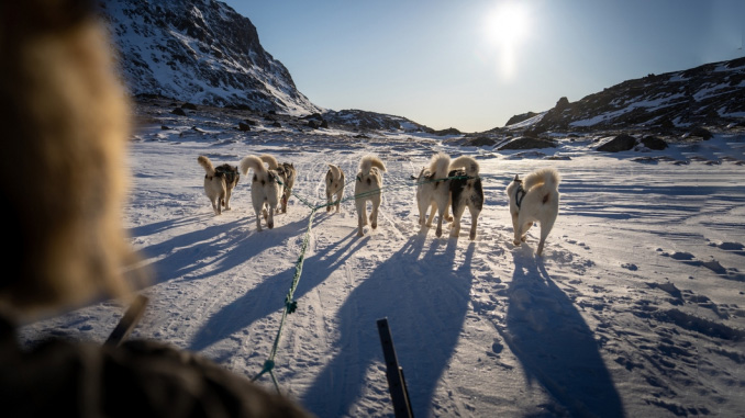 გრენლანდიური, ციგის, ძაღლი