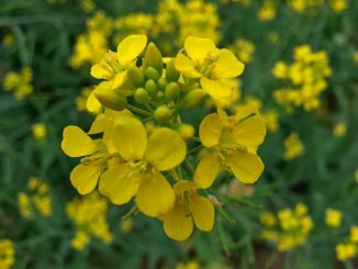 მდოგვი, სიდერატი