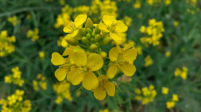 მდოგვი, სიდერატი