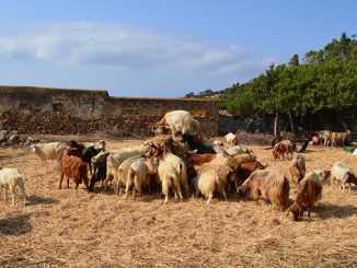 მერძეული, ჯიშის, თხები