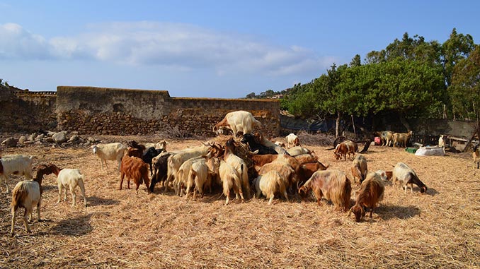 მერძეული, ჯიშის, თხები