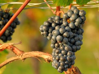 ჩილე, მევენახეობა, მეღვინეობა