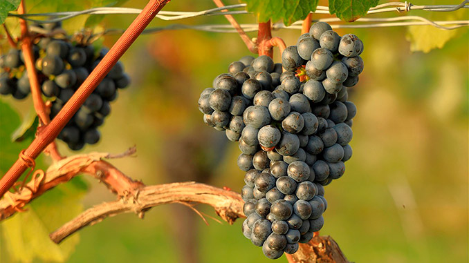 ჩილე, მევენახეობა, მეღვინეობა