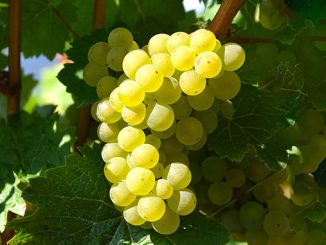 მევენახეობა, მეღვინეობა, ესპანეთი