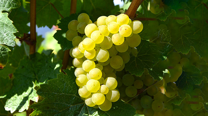 მევენახეობა, მეღვინეობა, ესპანეთი