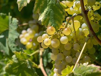 მევენახეობა, მეღვიენობა, იტალია