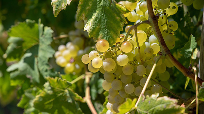 მევენახეობა, მეღვიენობა, იტალია