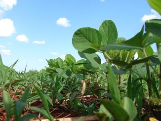 ორგანული, ბიომეურნეობა