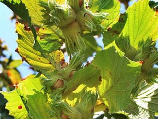 თხილი, ხმობა