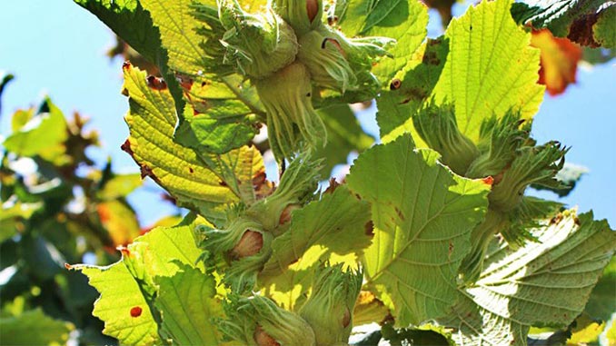 თხილი, ხმობა