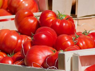 სათბურები, თურქეთი