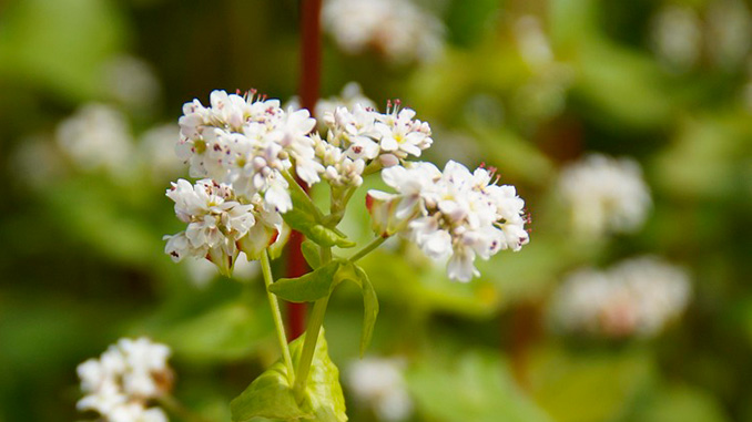 წიწიბურა, სიდერატი, ბიომეურნეობა