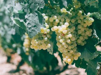 ევროპა, უკრაინა, მეღვინეობა