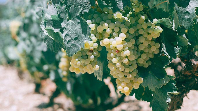 ევროპა, უკრაინა, მეღვინეობა