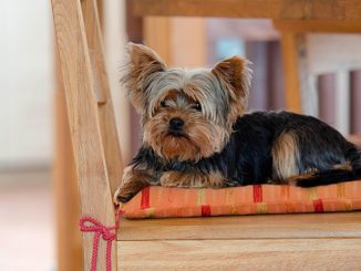 ძაღლს, ხმაურის, ეშინია