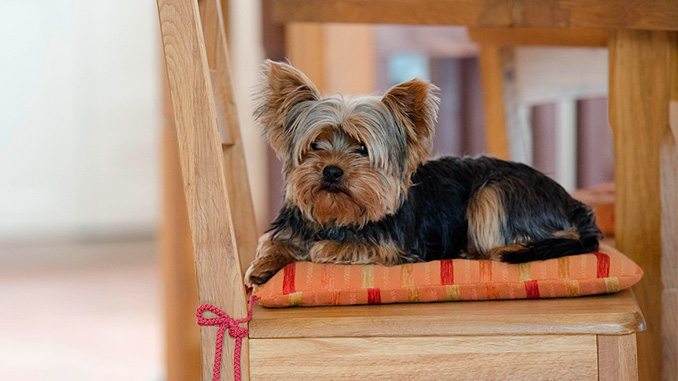 ძაღლს, ხმაურის, ეშინია