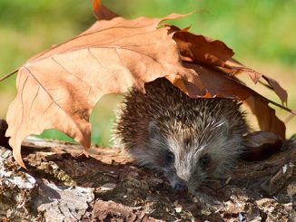 ზღარბი, ბიო, რეგულატორი