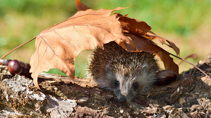 ზღარბი, ბიო, რეგულატორი
