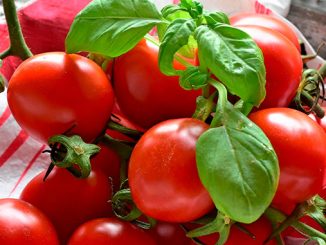 ადრეული, პომიდორი, ღია, გრუნტში