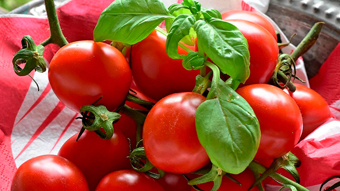 ადრეული, პომიდორი, ღია, გრუნტში