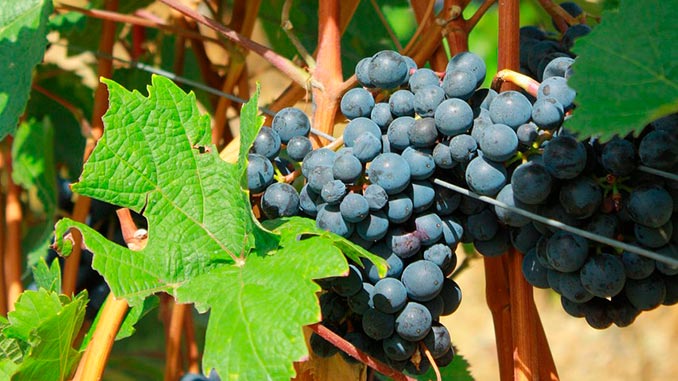 ახალი, ზელანდია, მეღვინეობა