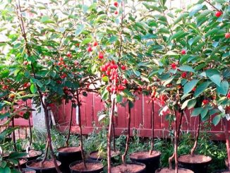 ალუბლის, ნერგები, უკრაინა, ევროკავშირი