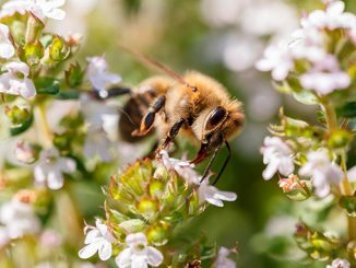 საფუტკრე, მეურნეობა, აპრილში
