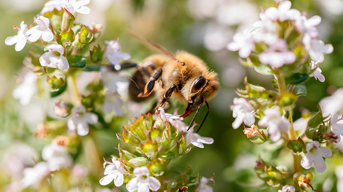 საფუტკრე, მეურნეობა, აპრილში