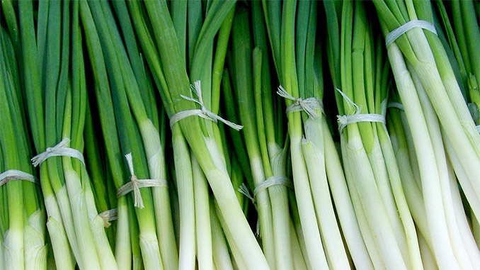 ადრეული, შემოსავლის, მოდელი