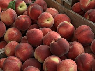 ატმის, მწარმოებლები, გურჯაანი