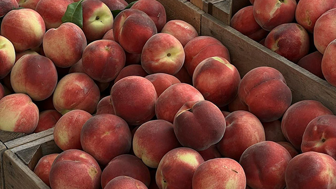 ატმის, მწარმოებლები, გურჯაანი