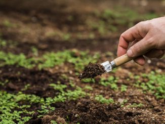 აზოტის, მართვა, გაზაფხულზე