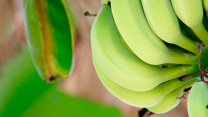 ბანანი, ყაზახეთი, სათბური